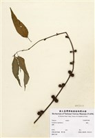 藏品(黃麻)的圖片